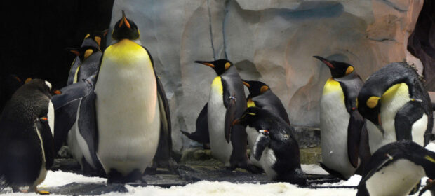 Reach the root! How to gain privileges in Linux?