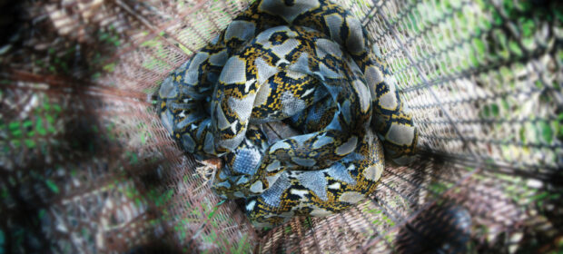 Everything-you-need-to-know about python interpreters