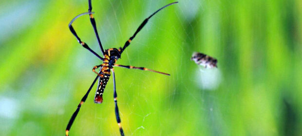 Conquering the web. Application instruction for OWASP Testing Guide v4
