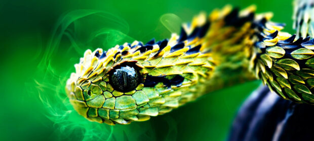 Poisonous Python. Coding malware in Python: a locker, an encryptor, and a virus