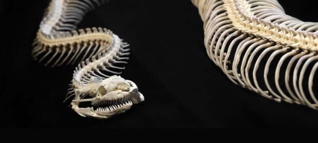 Serpent anatomy: Dissecting and reversing PyInstaller