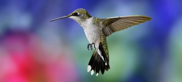 Tiny Hummingbird: Exploring an Entirely Assembly Language Operating System