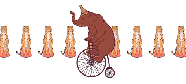 Python Computer Vision: Training a Neural Network for Bear vs. Elephant Image Classification